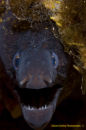 Mediterranean Moray